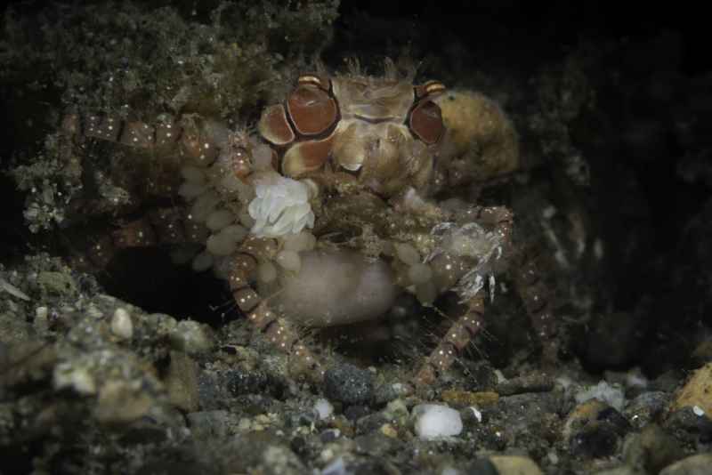 mosaic boxer crab lybia tessellata02