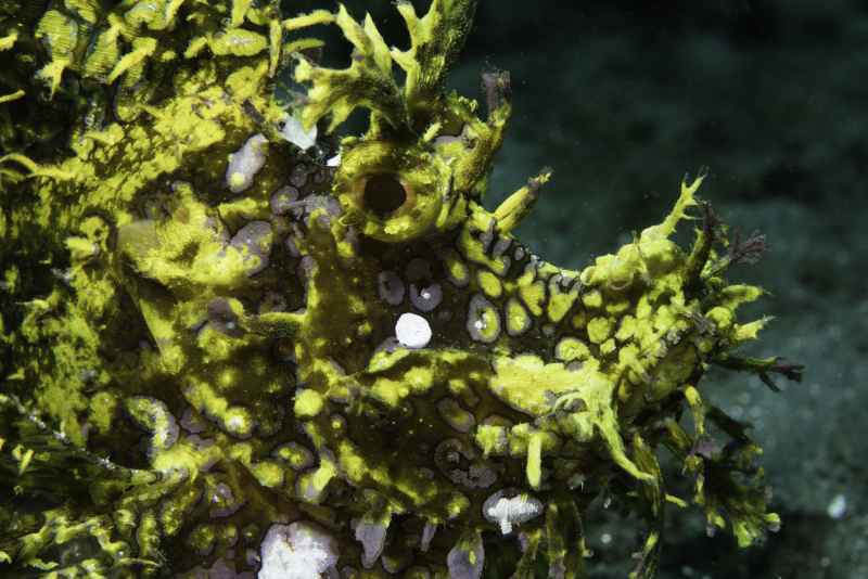 rhinopia rhinopias eschmeyeri
