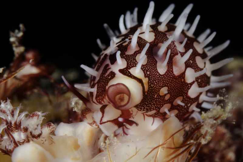 ridged egg cowrie diminovula culmen 3