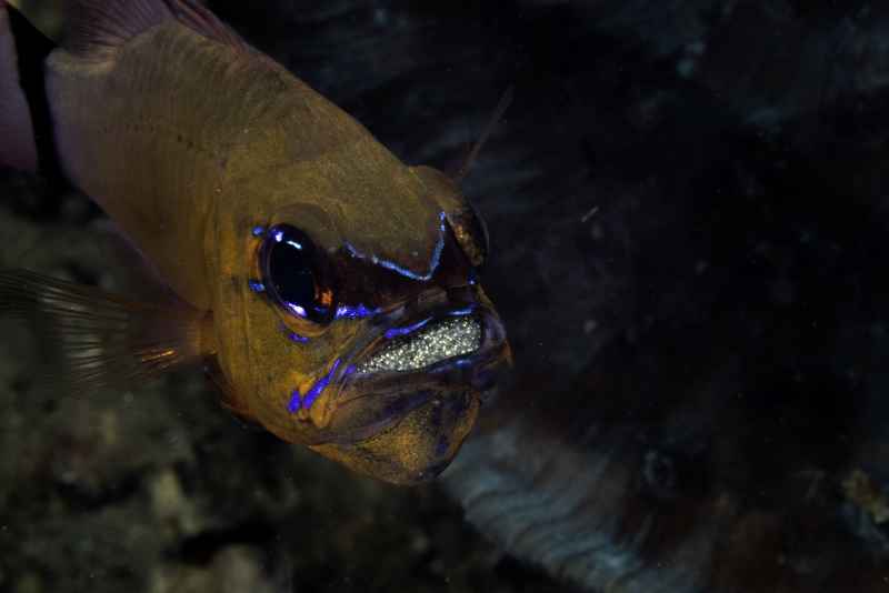 ringtailed cardinalfish ostorhinchus aureus