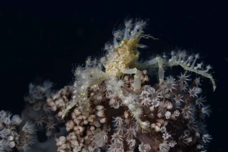 spidercrab achaeus spinosus