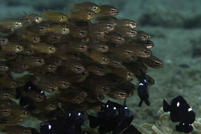 tiny cardinalfish ostorhinchus nanus