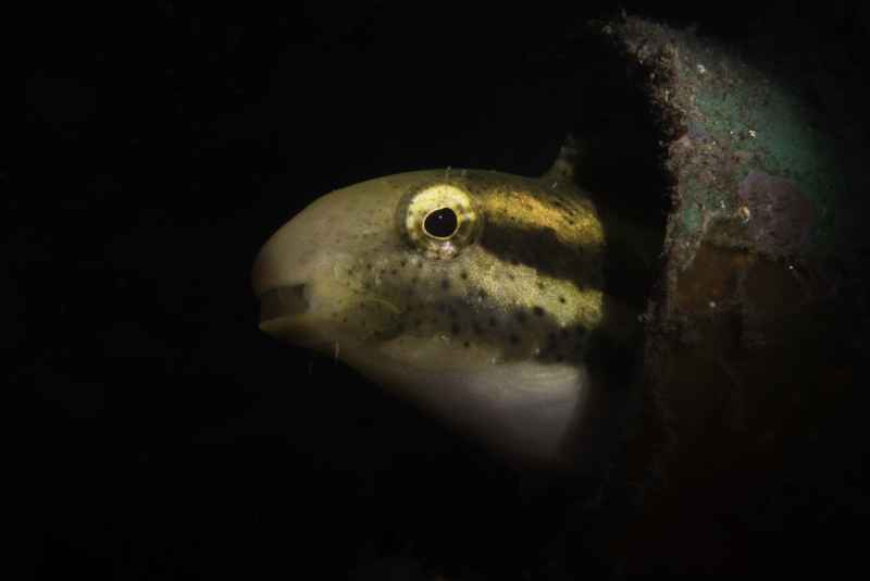 variable sabretooth blenny petroscirtes variabilis