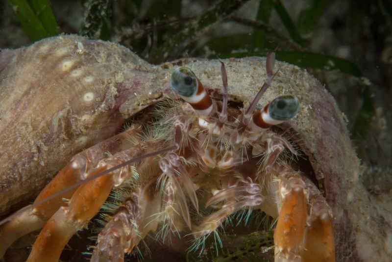 anemone hermit crab dardanus pedunculatus