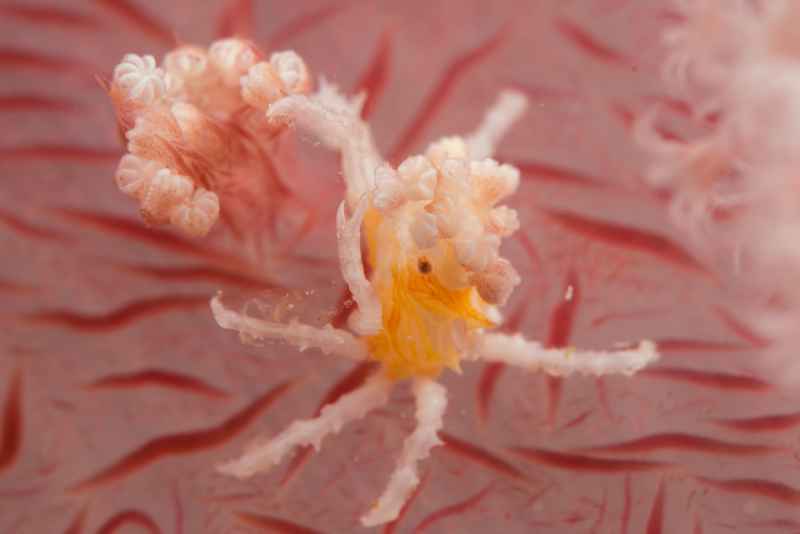 baby dendronephtya crab hoplophrys oatesi