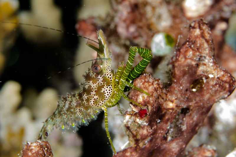 coral marbled shrimp saron neglectus