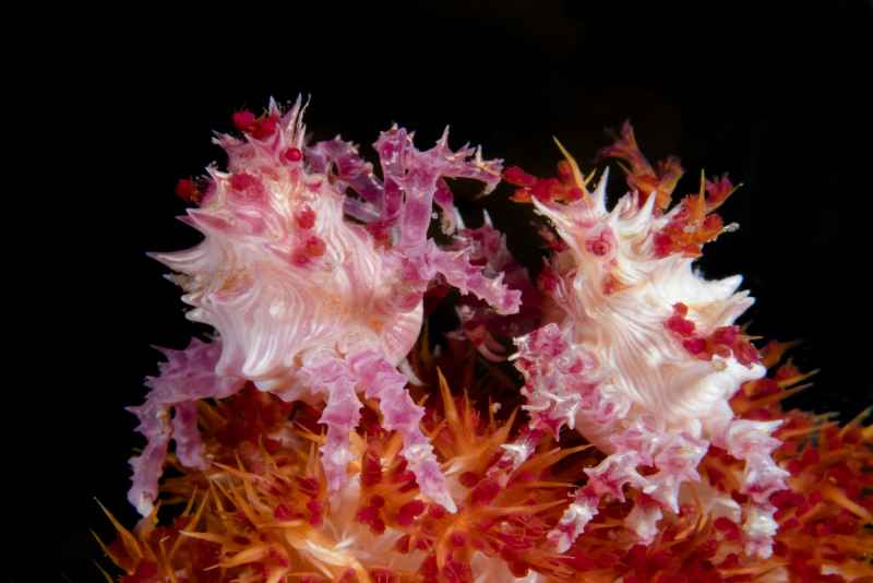 dendronephtya crab hoplophrys oatesi04
