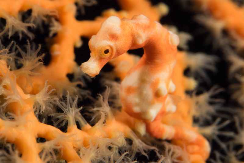 denises pygmy seahorse hippocampus denise01 3