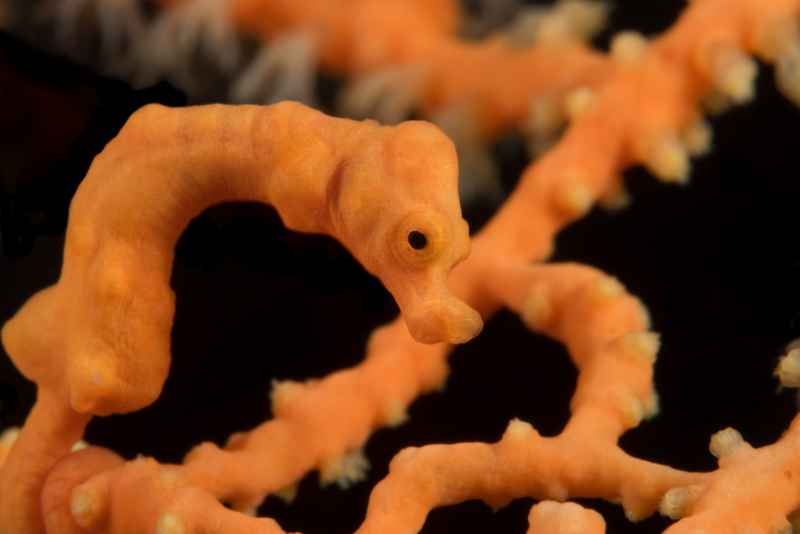 denises pygmy seahorse hippocampus denise02 3