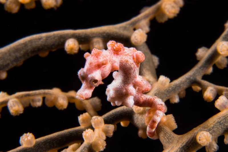 denises pygmy seahorse hippocampus denise04 2