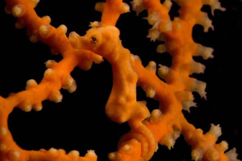 denises pygmy seahorse hippocampus denise05