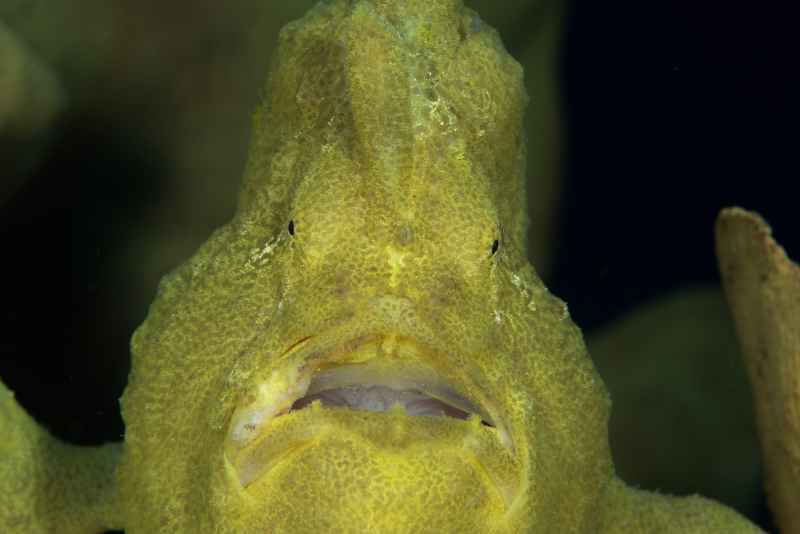 giant frogfish antennarius commerson01