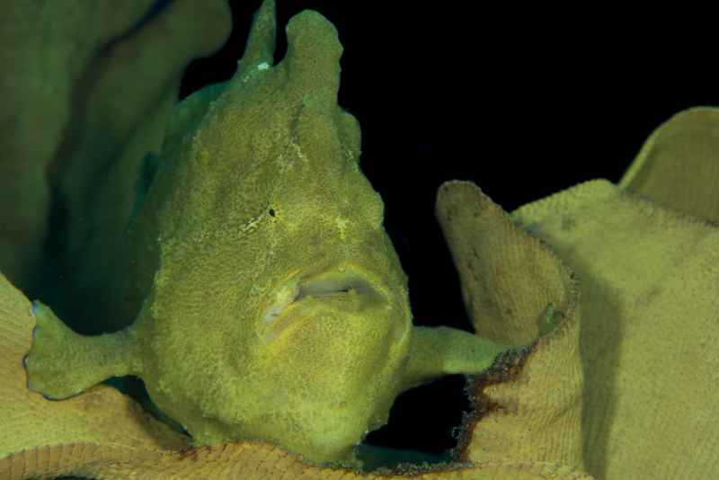giant frogfish antennarius commerson02