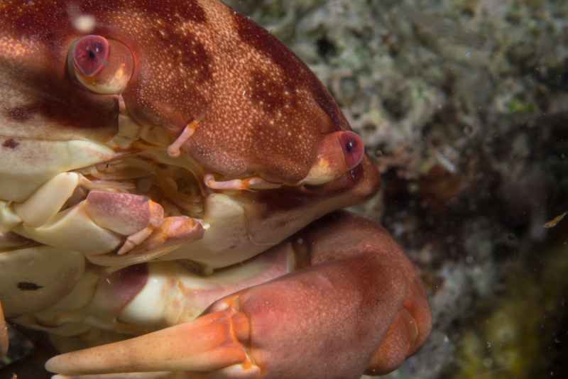 magnificent spanner crab notosceles serratifrons