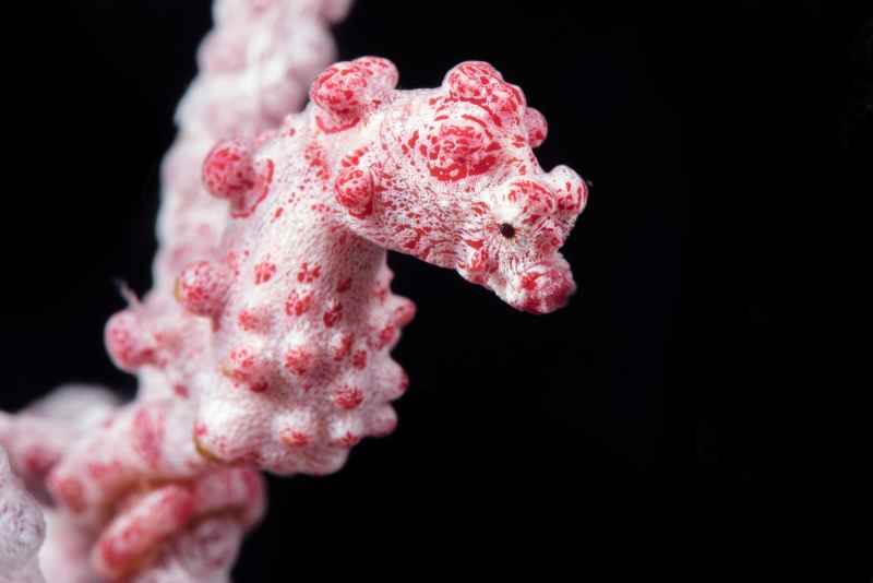 pygmy seahorse hippocampus bargibanti02 4