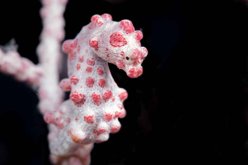 pygmy seahorse hippocampus bargibanti03 4