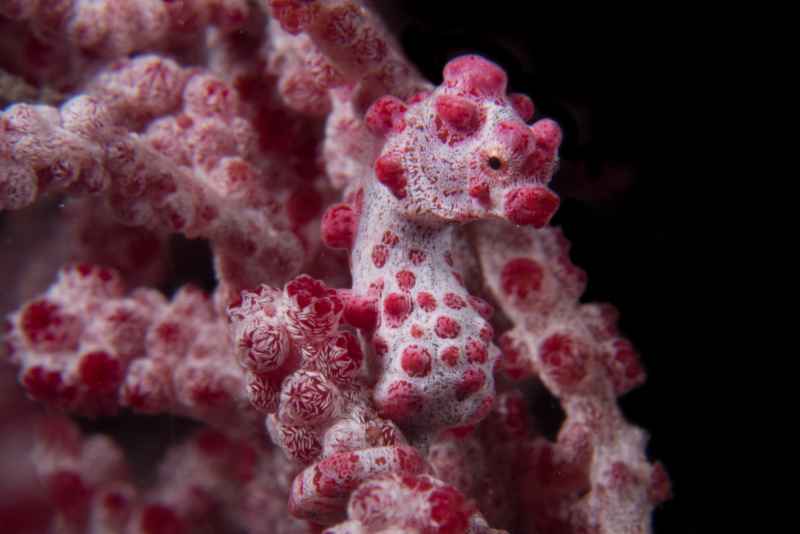 pygmy seahorse hippocampus bargibanti04 3