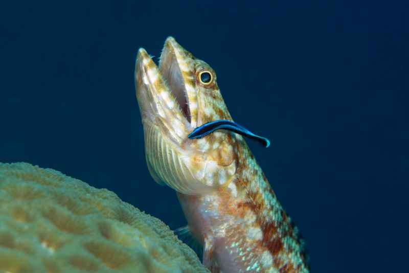 reef lizardfish synodus variegatus