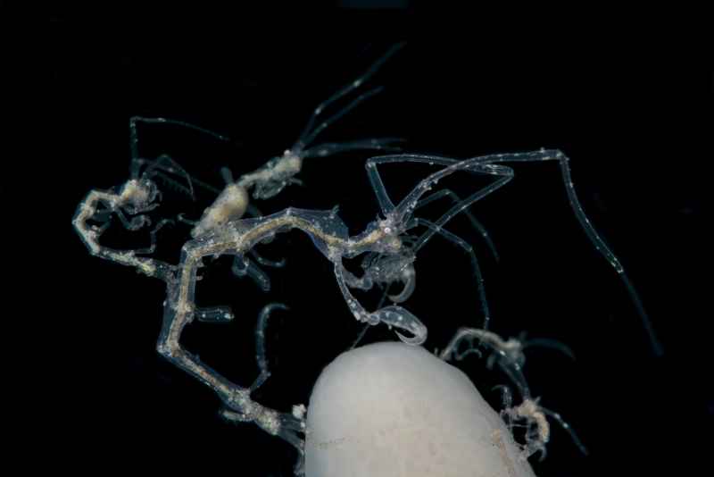 skeleton shrimp caprellidae caprella01