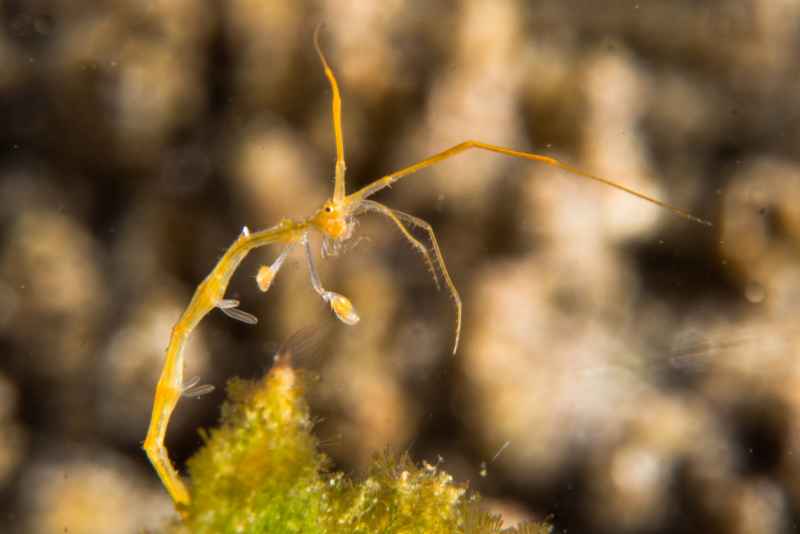 skeleton shrimp caprellidae caprella02