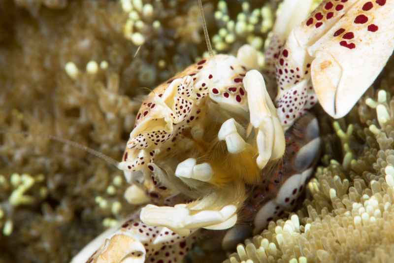 spotted porcelain crab neopetrolisthes maculatus