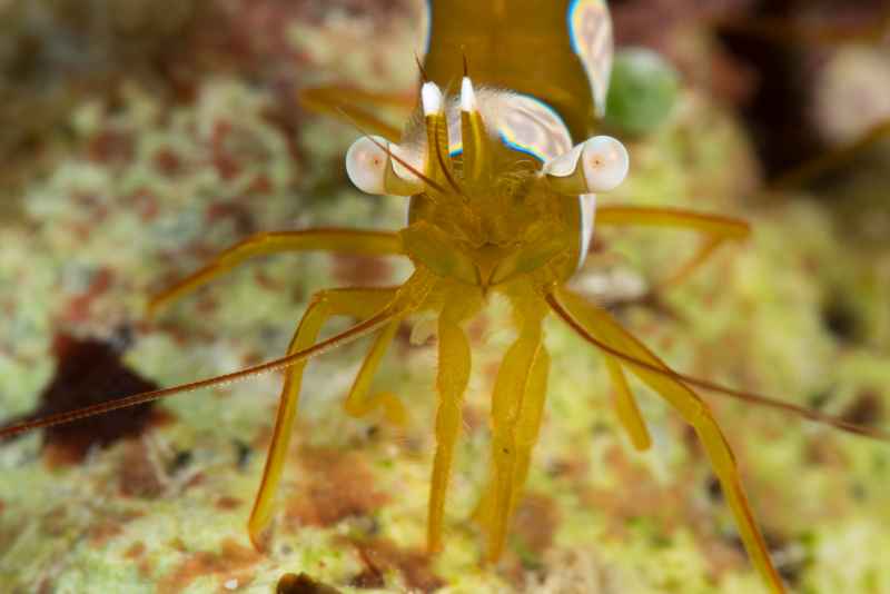 squat anemone shrimp thor amboinensis