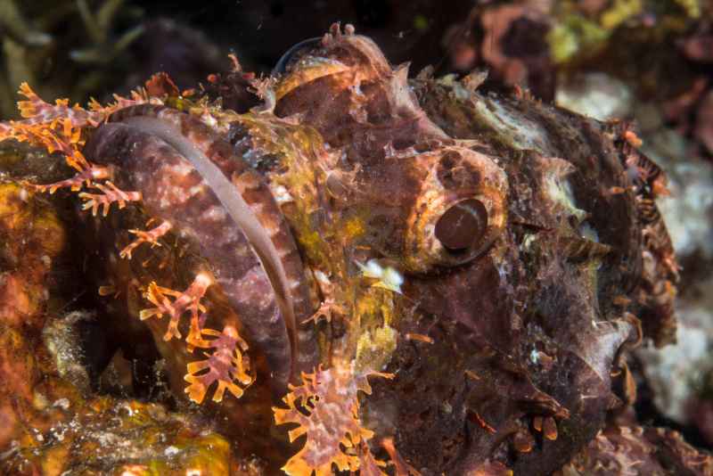 tasseled scorpionfish scorpaenopsis oxycephala 5