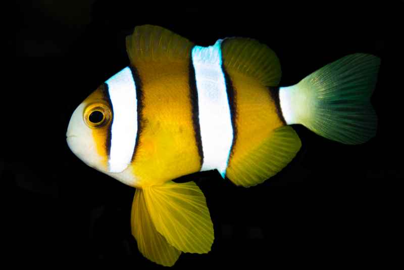 yellowtail clownfish amphiprion clarkii