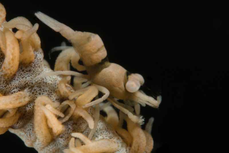 zanzibar whip coral shrimp dasycaris zanzibarica