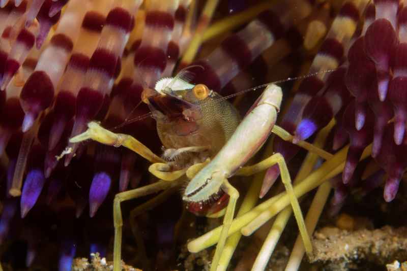 brooks urchin shrimp allopontonia brockii