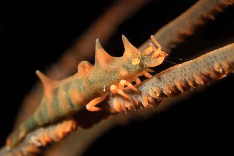 dragon shrimp miropandalus hardingi 2