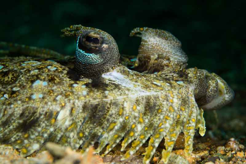 flowery flounder bothus mancus