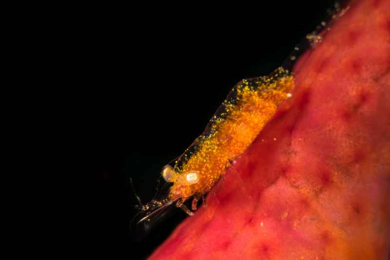 gorgonian shrimp hamodactylus sp