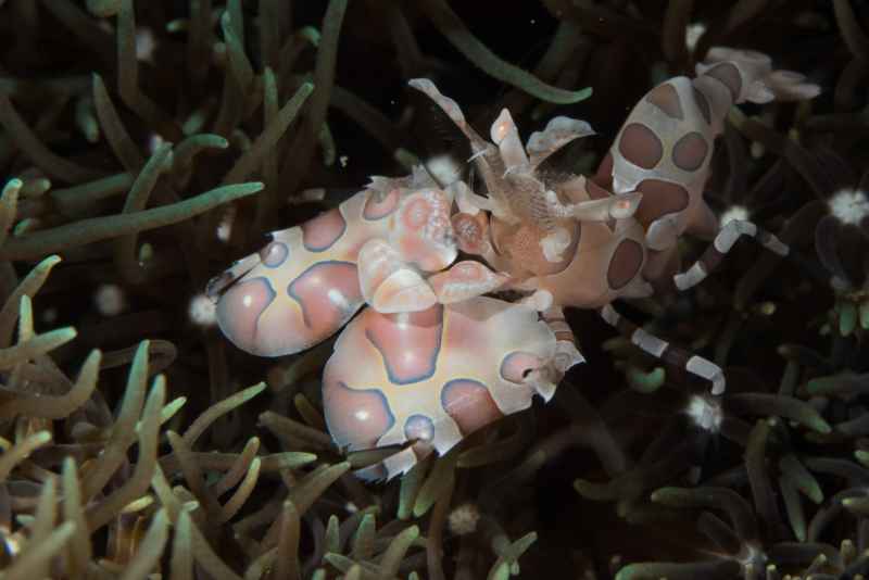 harlequin shrimp hymenocera elegans01 5