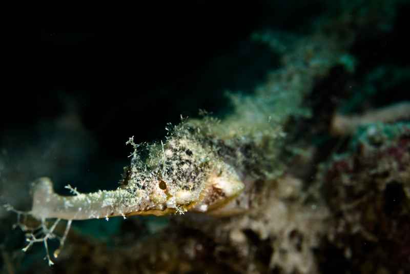 ornate pipefish halicampus macrorhynchus