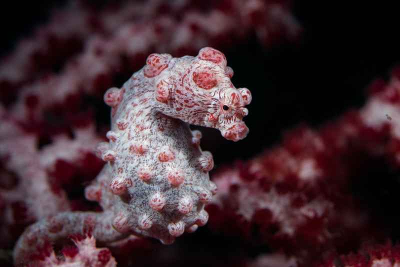 pygmy seahorse hippocampus bargibanti03 5