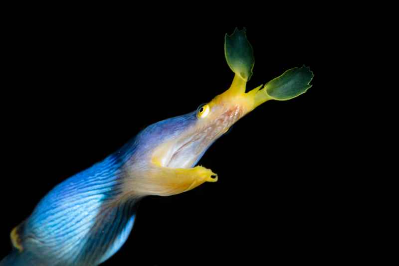 ribbon eel rhinomuraena quaesita01