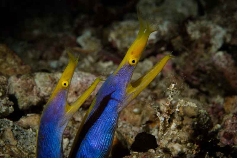 ribbon eel rhinomuraena quaesita02