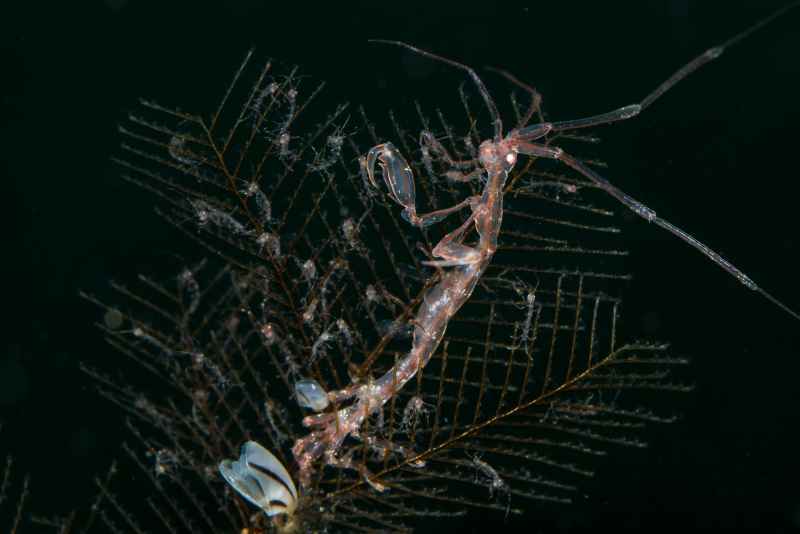 skeleton shrimp caprellidae caprella01 2