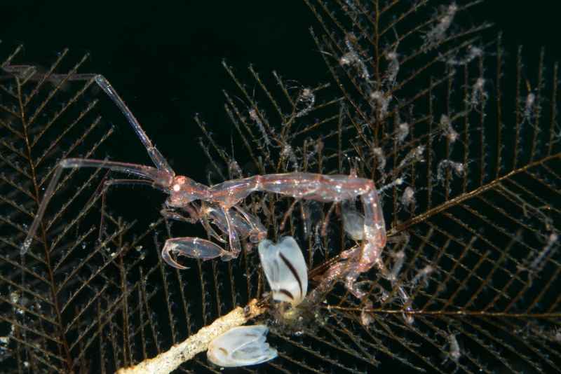 skeleton shrimp caprellidae caprella02 2
