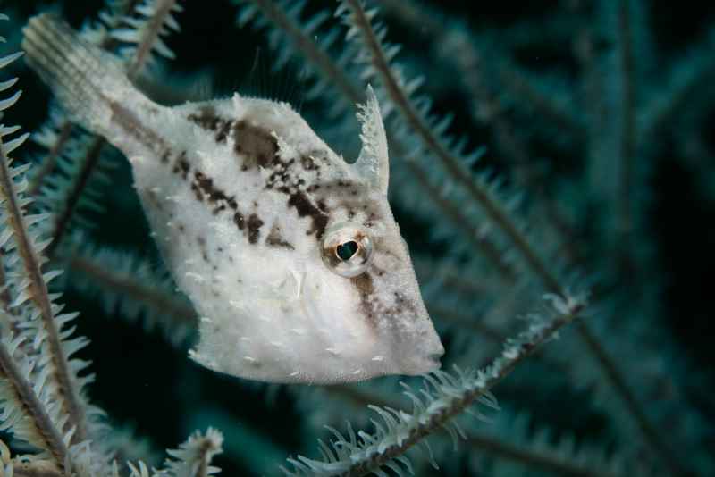 slender filefish monacanthus tuckeri