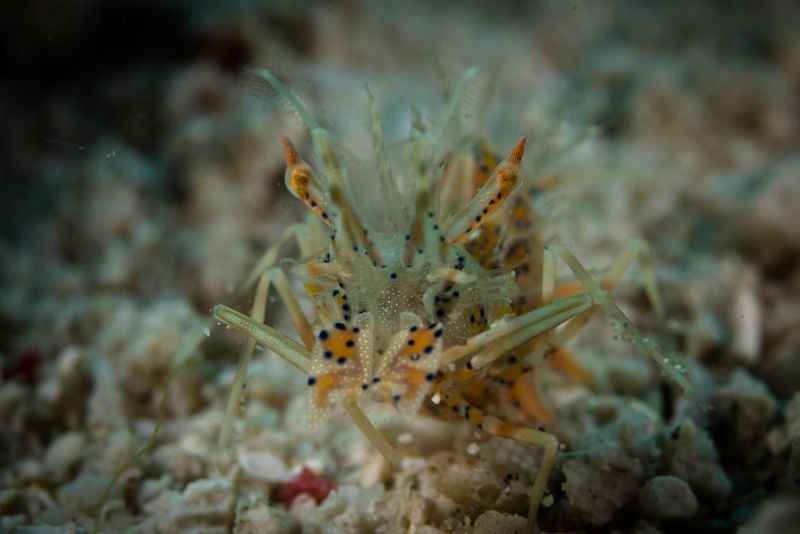 spiny tiger shrimp phyllognatia ceratophthalmus01 2
