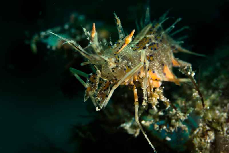spiny tiger shrimp phyllognatia ceratophthalmus02 2