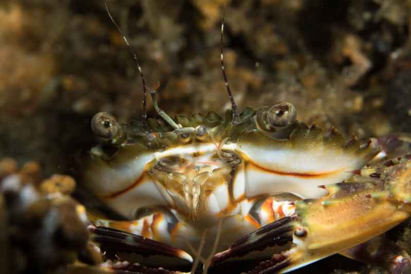 swimming crab charybdis acutifrons