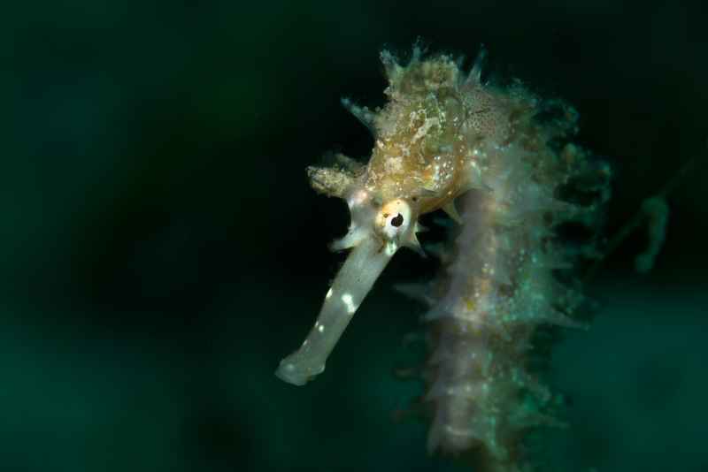 thorny seahorse hippocampus histrix01 2