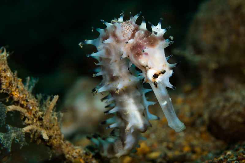 thorny seahorse hippocampus histrix02 2