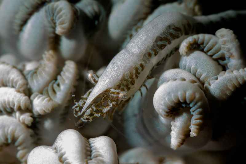 xenia shrimp alcyonohippolyte commensalis