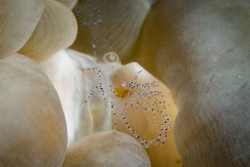 anemone shrimp ancylomenes sp
