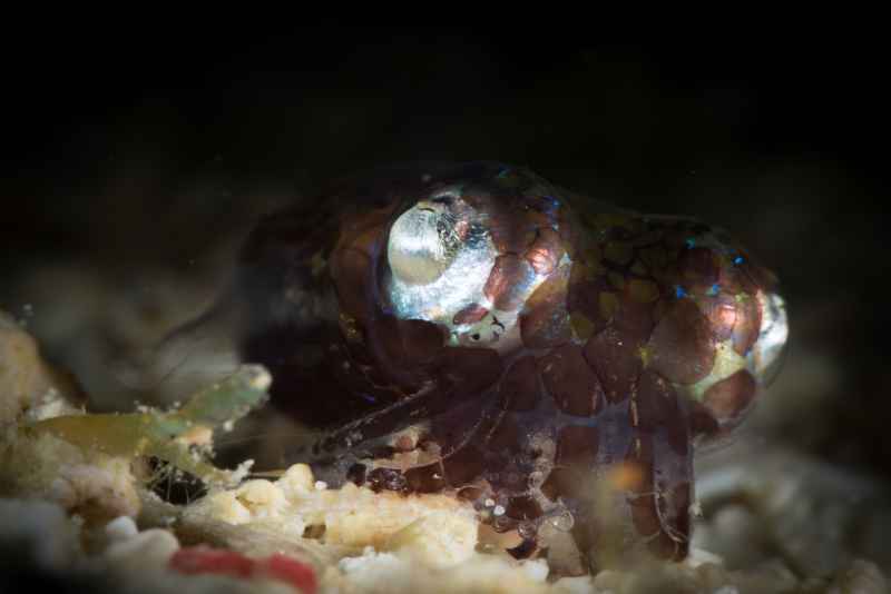 berrys bobtail squid euprymna berryi02 2