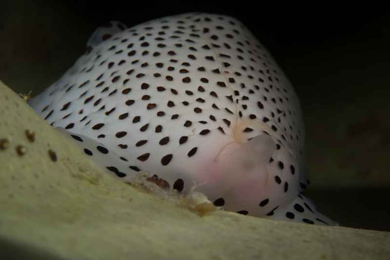black spotted egg cowrie calpumus verrucousus 3